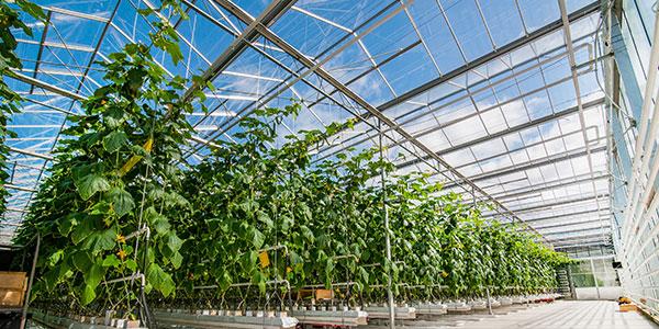 CO2 Düngung für mehr Ertrag im Gewächshaus | © stock.adobe.com - pavlobaliukh