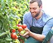 Gemüse- und Obstbau mit Kohlendioxid | © stock.adobe.com - industrieblick