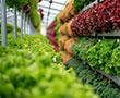 Vertical Farming mit Kohlendioxid | © stock.adobe.com - mikhailberkut