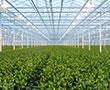 Zierpflanzenbau | © stock.adobe.com - Victor
