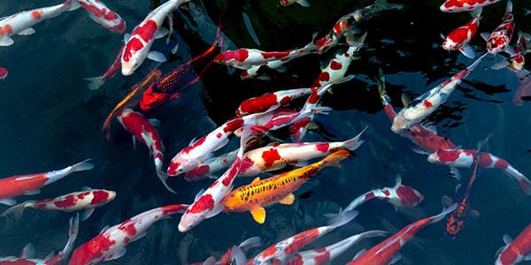 Gesündere Fische und schnelleres Wachstum