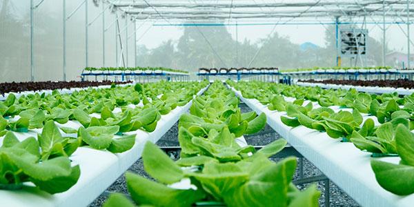 Saubere Bewässerungssysteme | © stock.adobe.com - Athichart